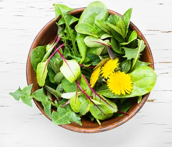 taraxacum spring: green superfoods on your plate
